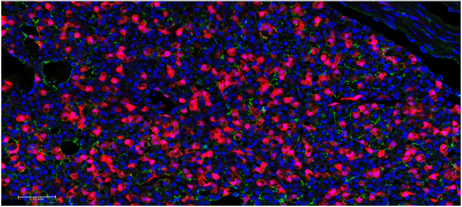  zoomed-out image of one of the brown adipose depots, showing red (BMPER+) cells.